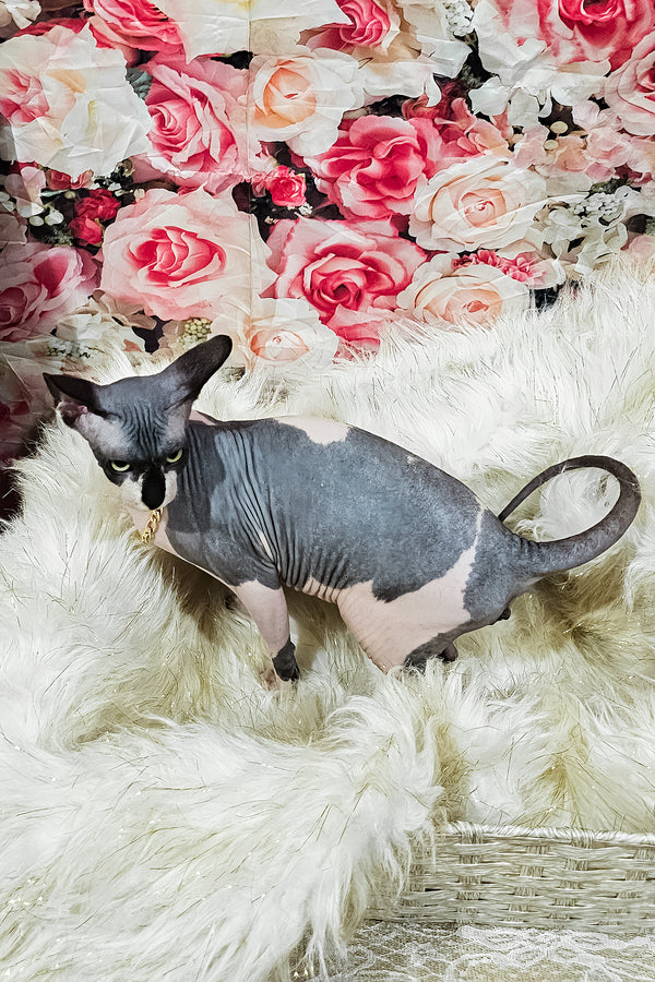 Harley | Sphynx Kitten