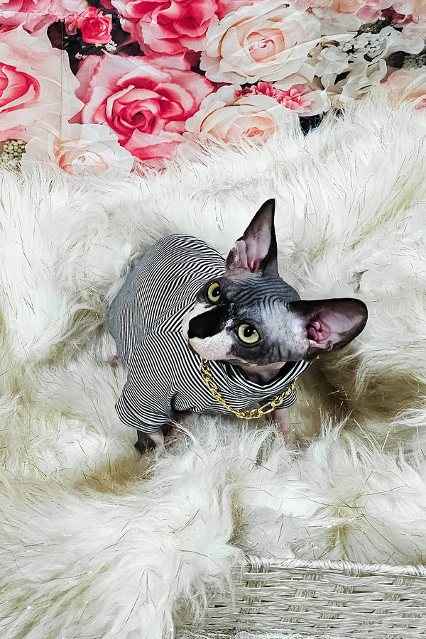 Harley | Sphynx Kitten