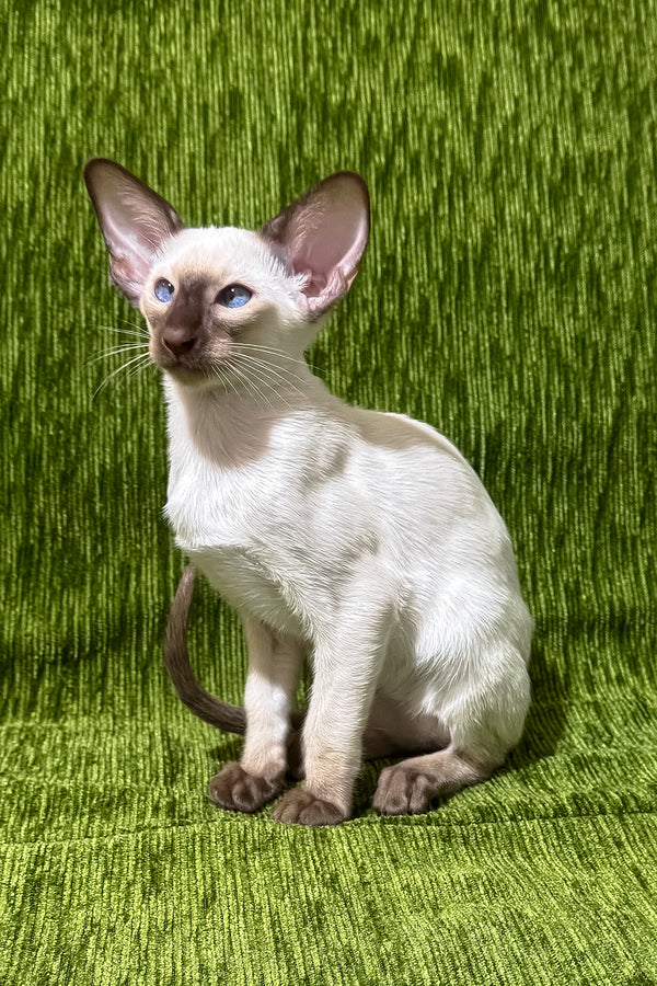 Harmony | Oriental Shorthair Kitten