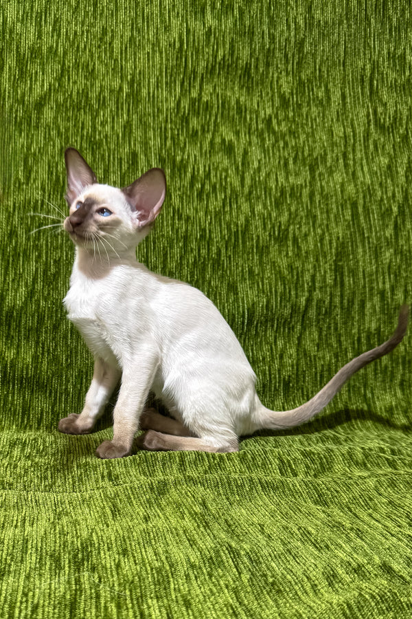 Harmony | Oriental Shorthair Kitten