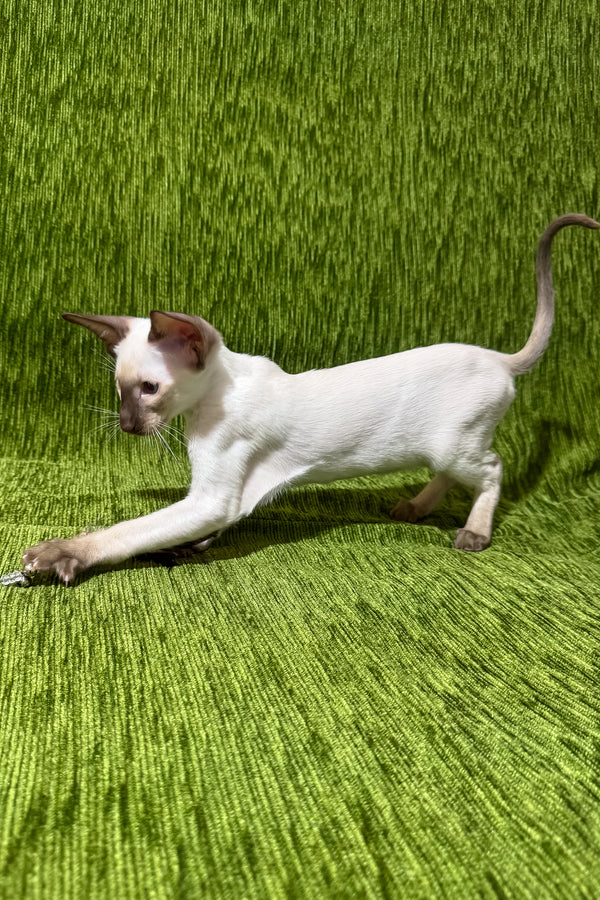 Harmony | Oriental Shorthair Kitten