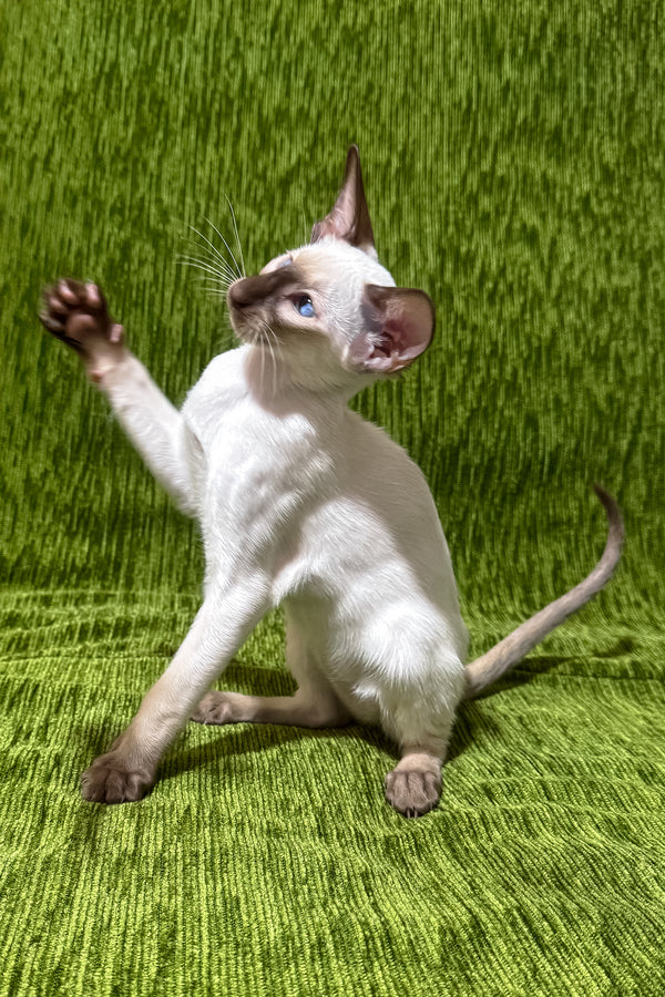 Harmony | Oriental Shorthair Kitten