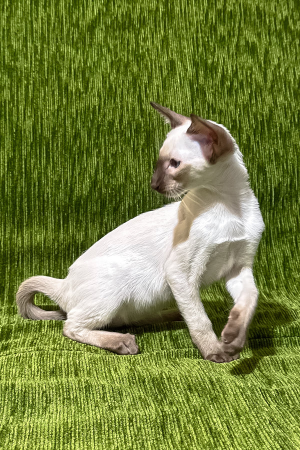 Harmony | Oriental Shorthair Kitten