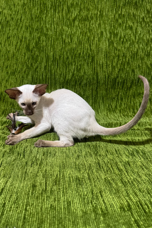 Harmony | Oriental Shorthair Kitten