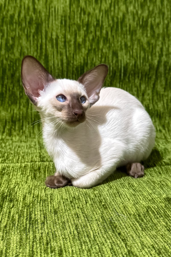 Harmony | Oriental Shorthair Kitten