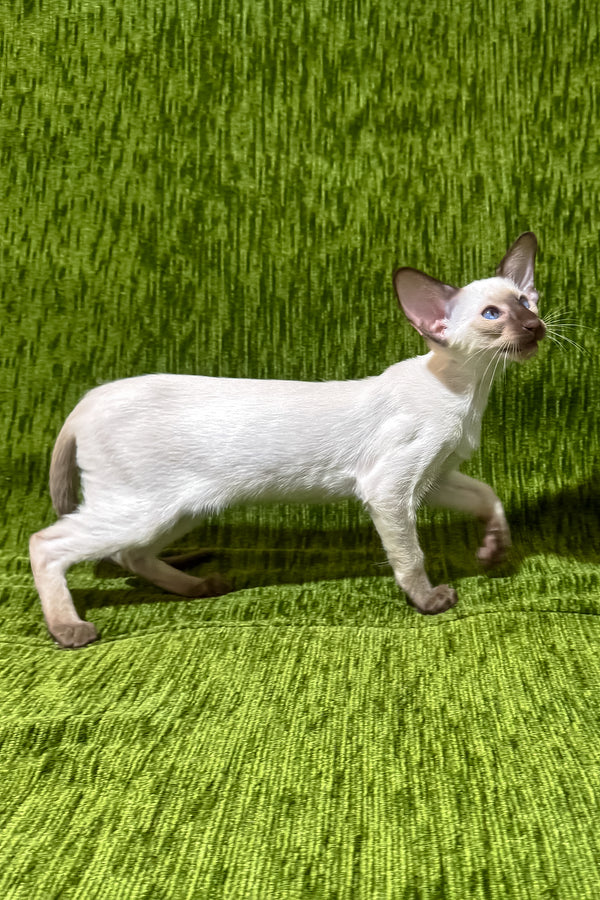 Harmony | Oriental Shorthair Kitten