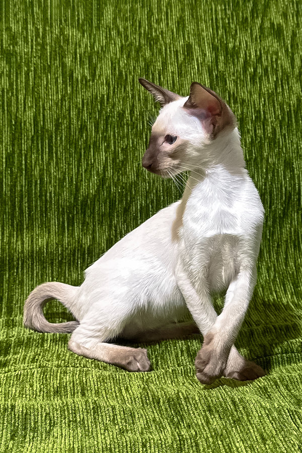 Harmony | Oriental Shorthair Kitten