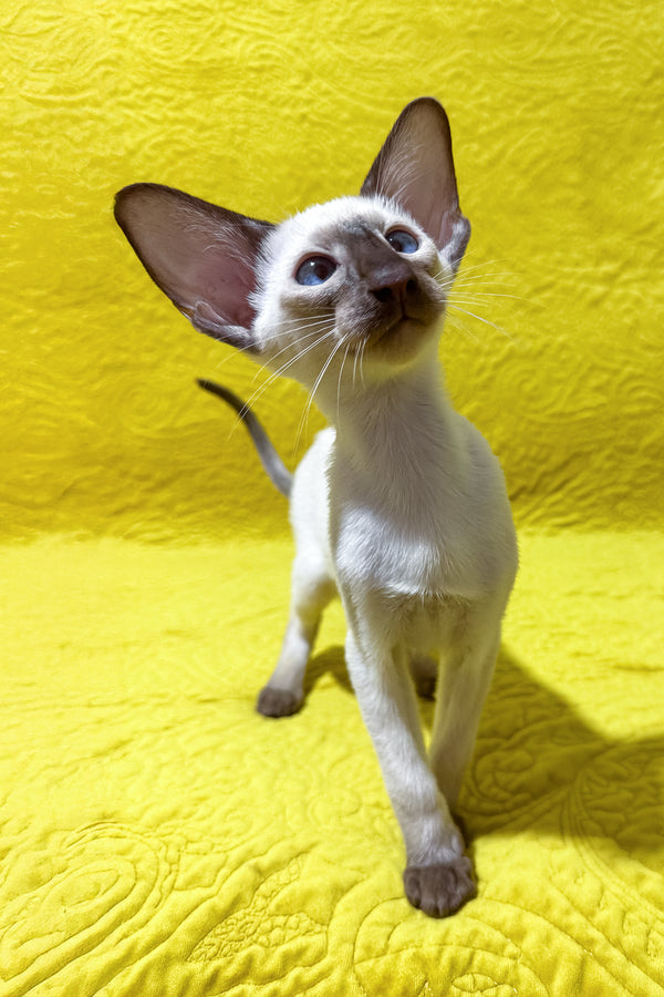 Harmony | Oriental Shorthair Kitten