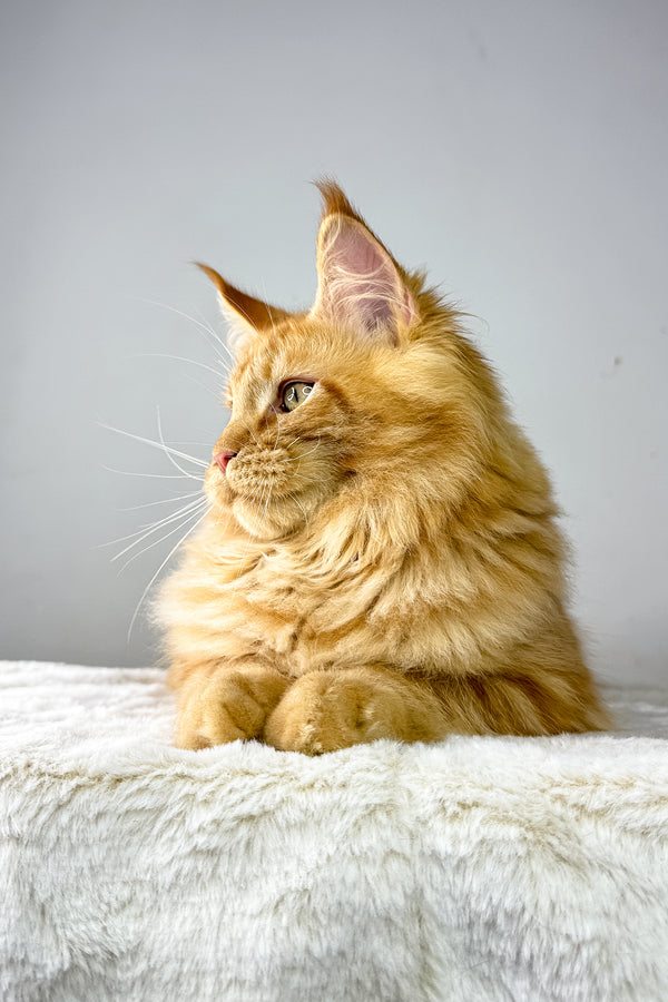 Harry | Maine Coon Kitten
