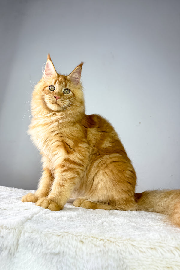 Harry | Maine Coon Kitten