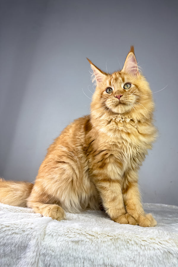 Harry | Maine Coon Kitten