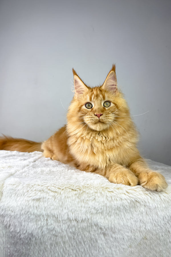 Harry | Maine Coon Kitten
