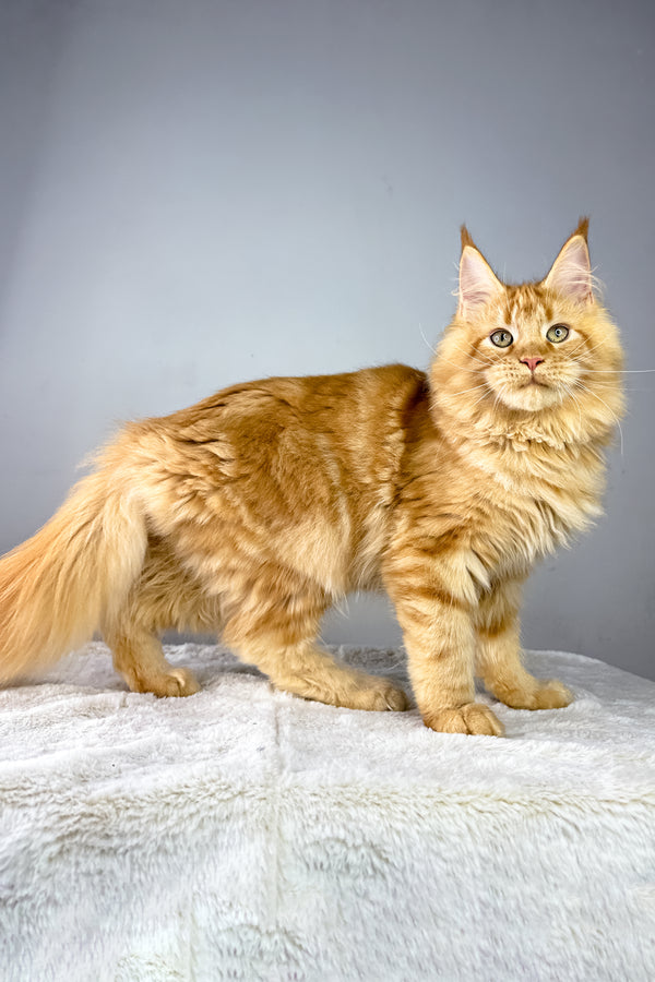 Harry | Maine Coon Kitten