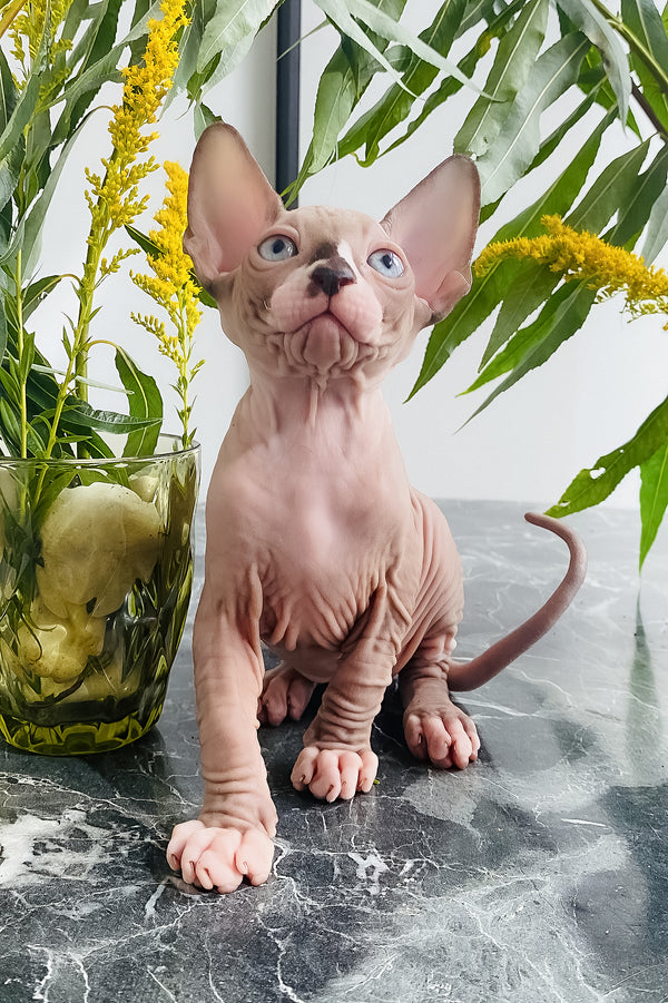 Harry | Canadian Sphynx Kitten
