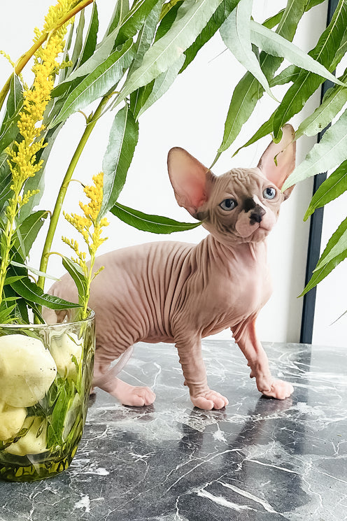 Harry | Canadian Sphynx Kitten
