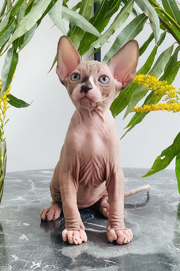 Harry | Canadian Sphynx Kitten