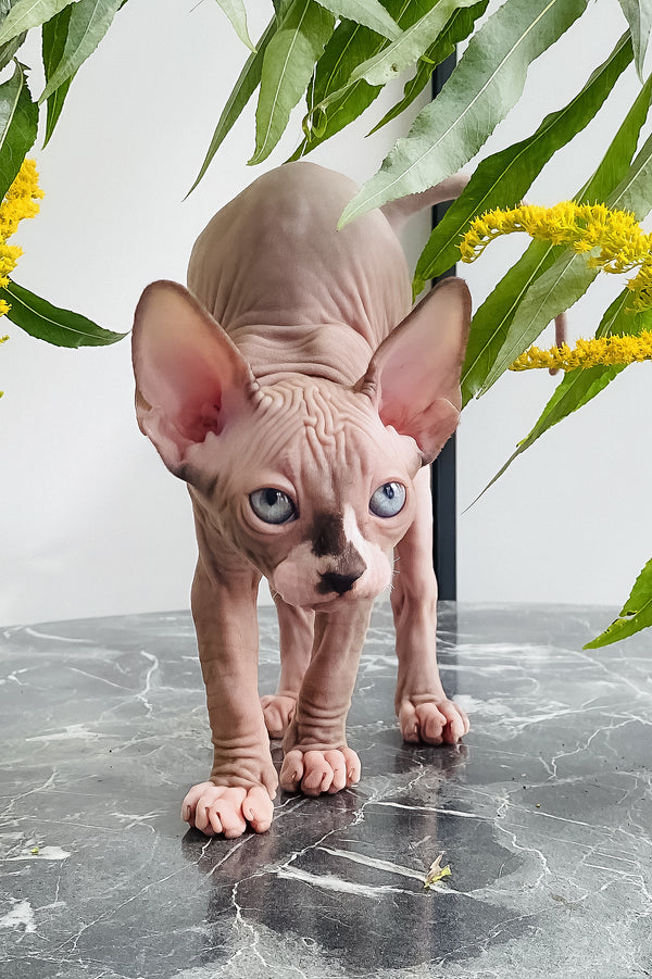 Harry | Canadian Sphynx Kitten