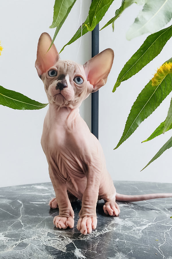Harry | Canadian Sphynx Kitten
