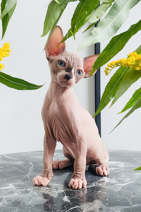Harry | Canadian Sphynx Kitten