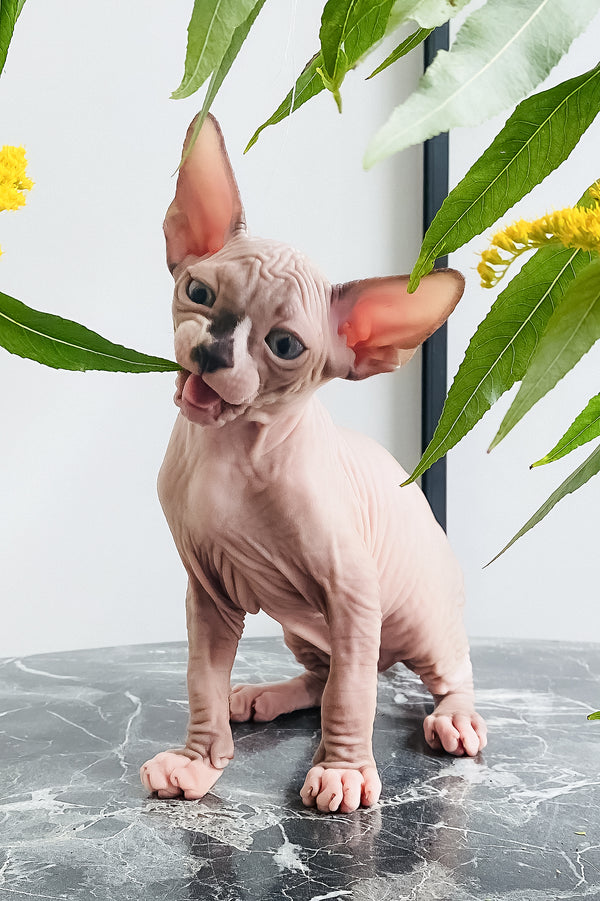 Harry | Canadian Sphynx Kitten