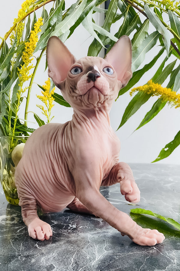 Harry | Canadian Sphynx Kitten