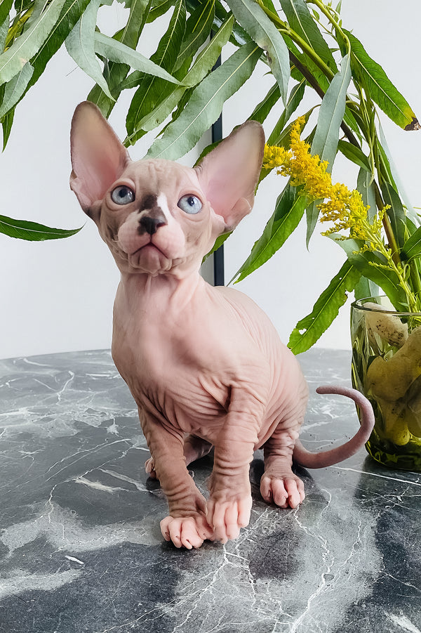 Harry | Canadian Sphynx Kitten