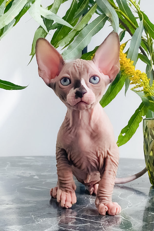 Harry | Canadian Sphynx Kitten