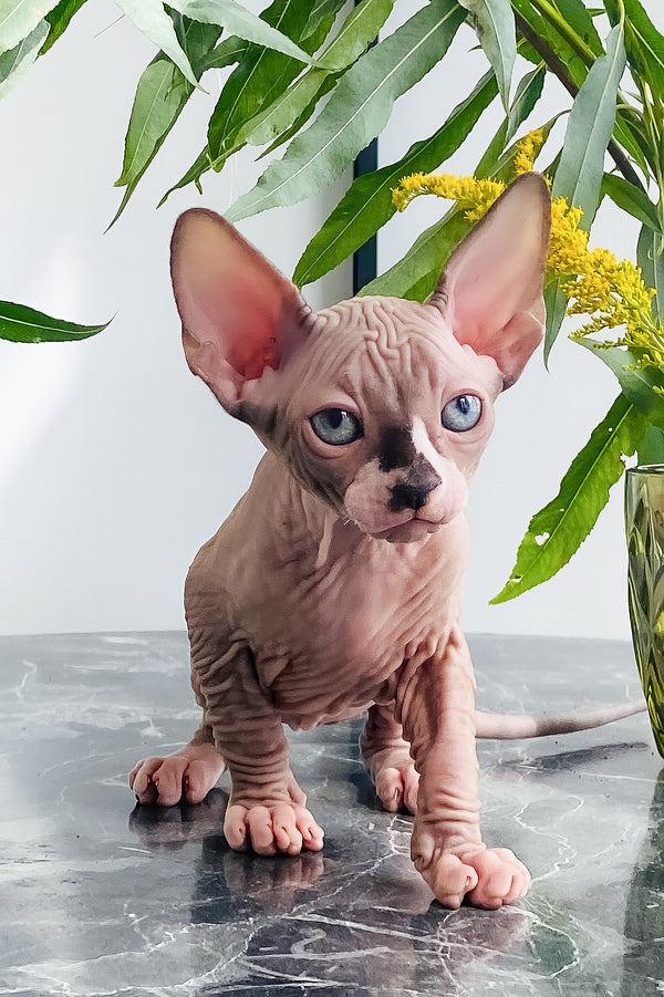 Harry | Canadian Sphynx Kitten