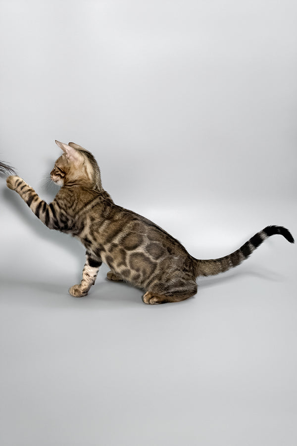 Harry | Bengal Kitten