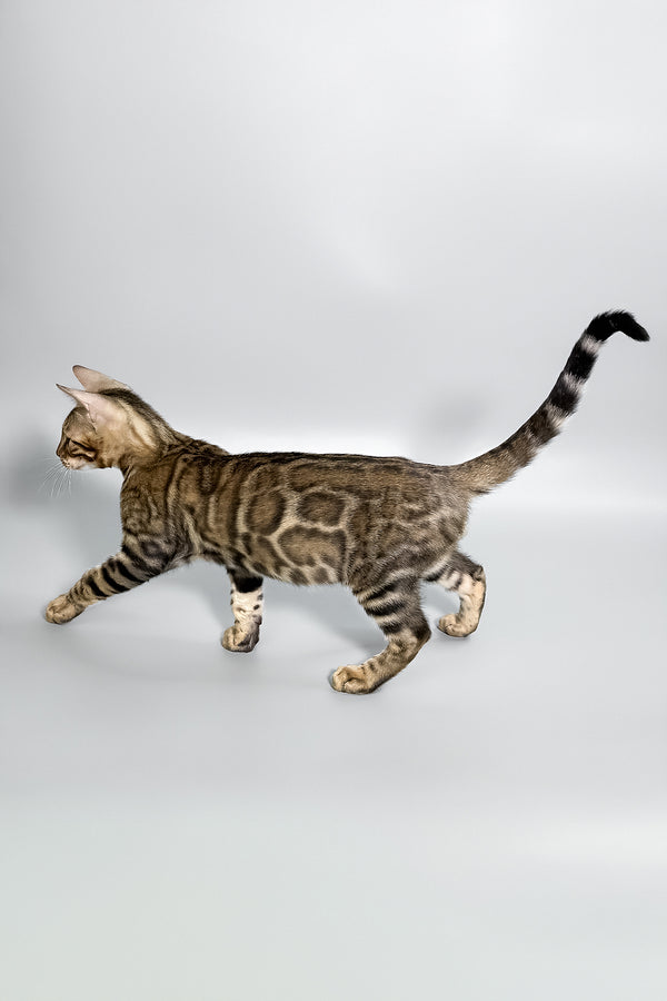 Harry | Bengal Kitten