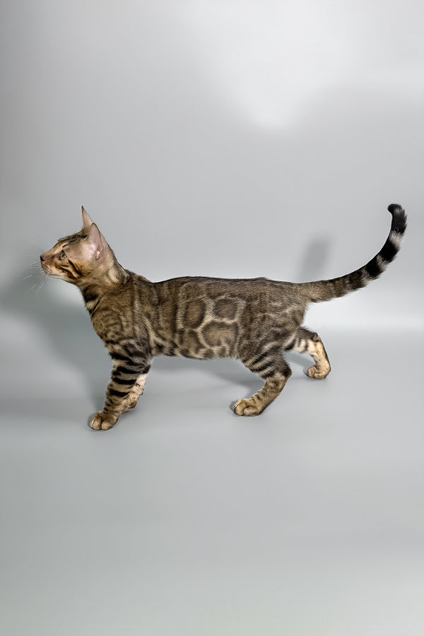 Harry | Bengal Kitten