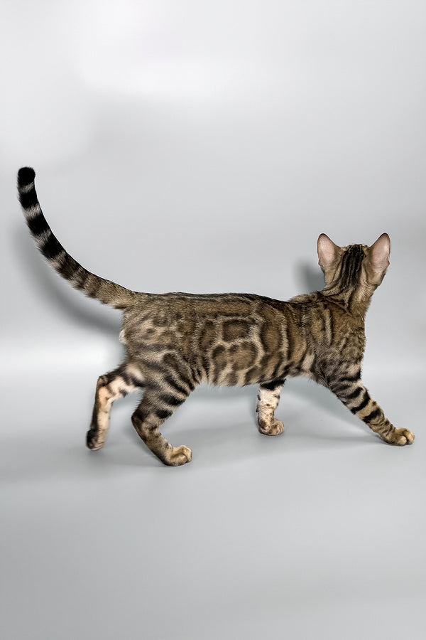 Harry | Bengal Kitten