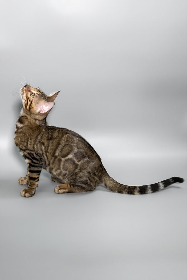 Harry | Bengal Kitten