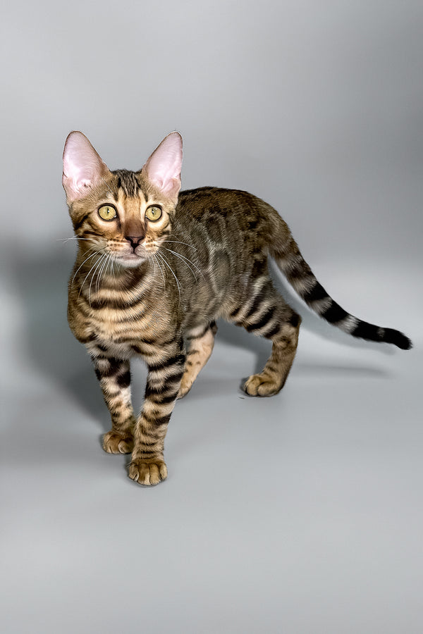 Harry | Bengal Kitten