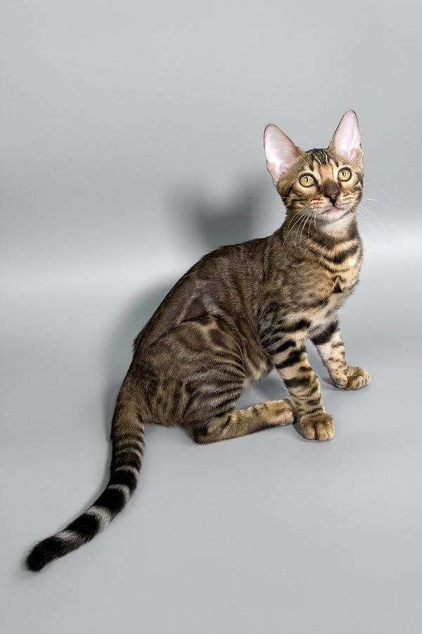 Harry | Bengal Kitten