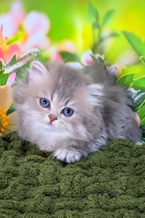 Harry | British Longhair Kitten