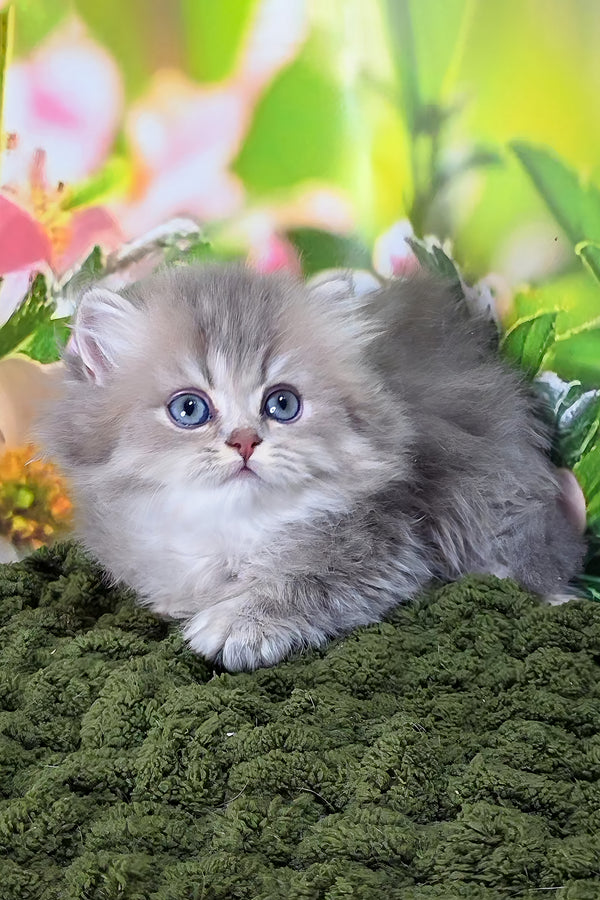Harry | British Longhair Kitten