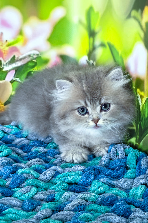 Harry | British Longhair Kitten