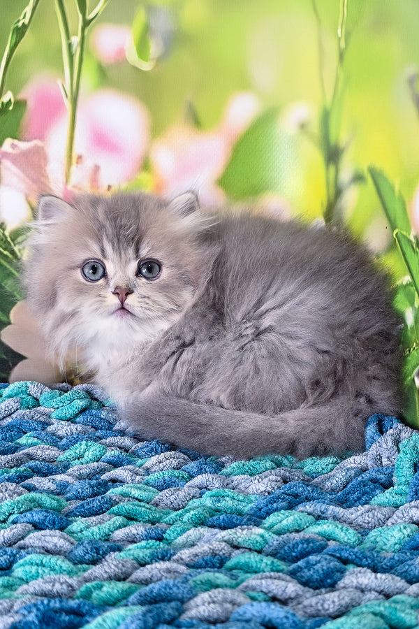 Harry | British Longhair Kitten