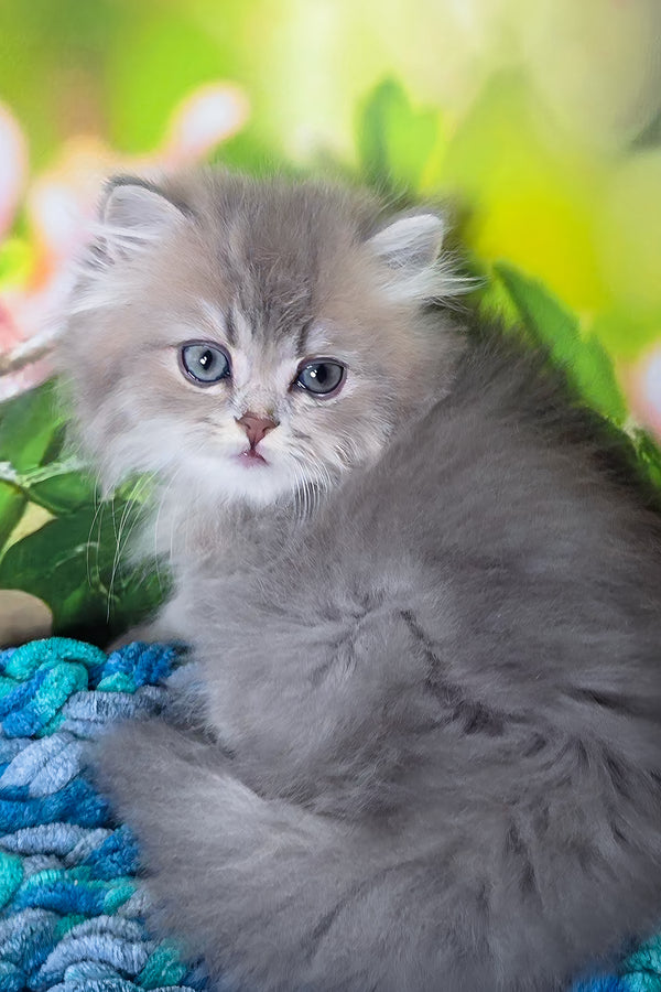 Harry | British Longhair Kitten