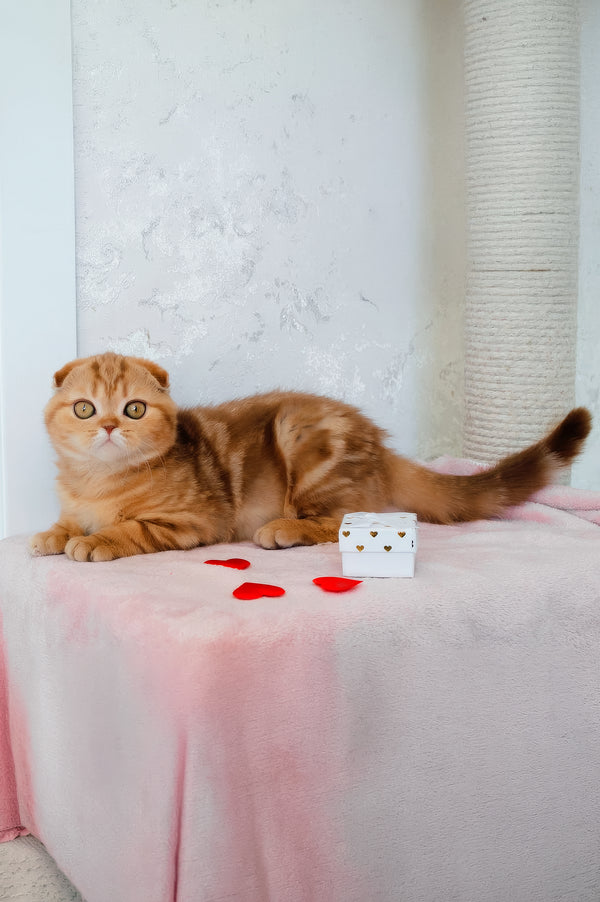 Hayley | Scottish Fold Kitten
