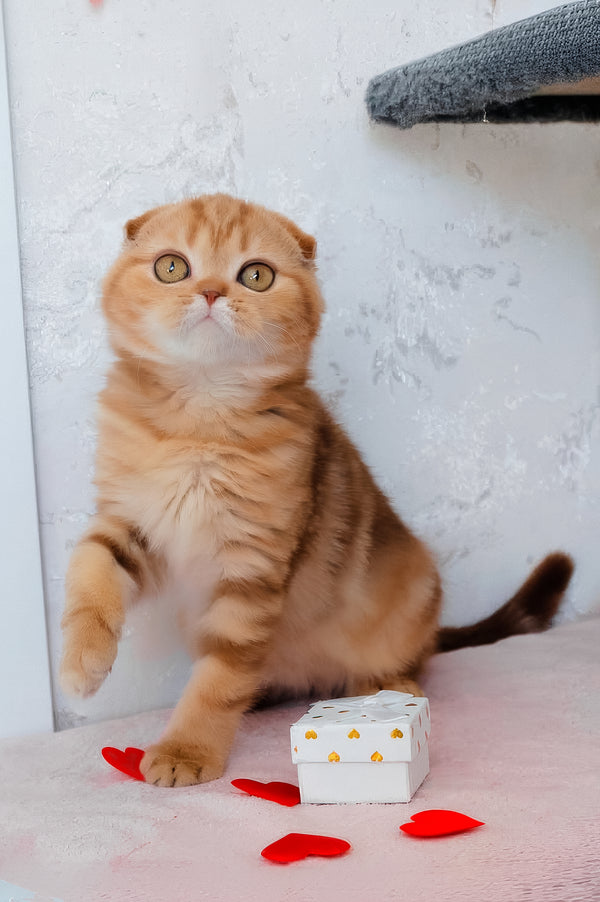 Hayley | Scottish Fold Kitten