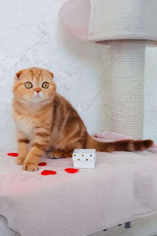 Hayley | Scottish Fold Kitten