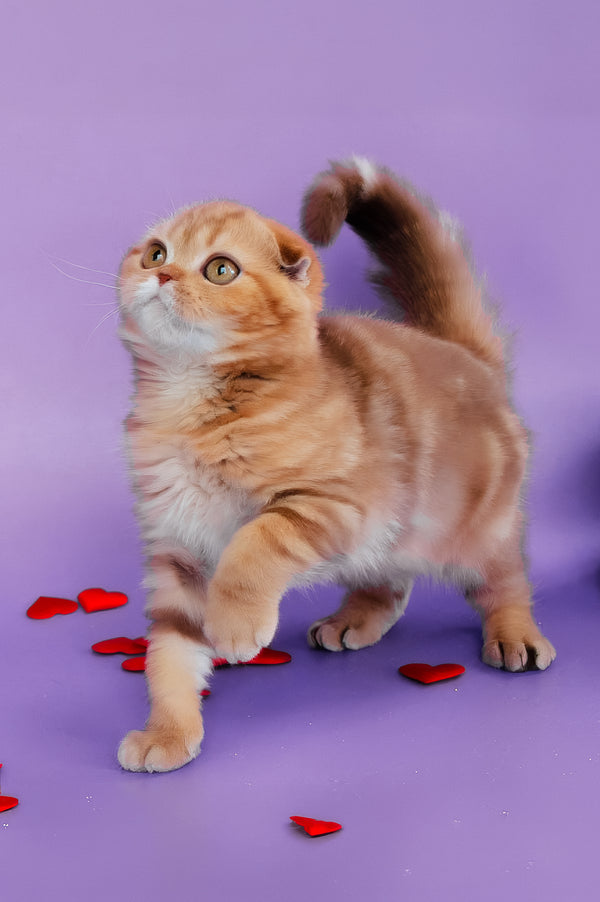Hayley | Scottish Fold Kitten