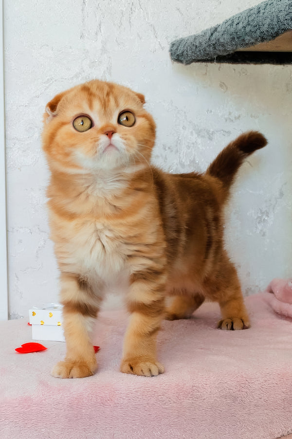 Hayley | Scottish Fold Kitten