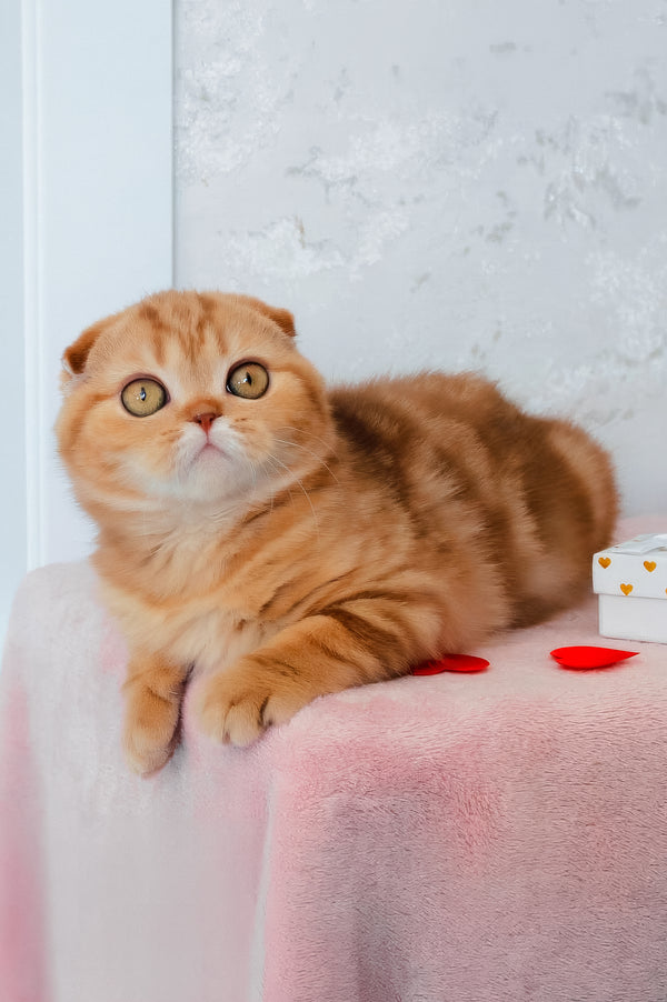 Hayley | Scottish Fold Kitten
