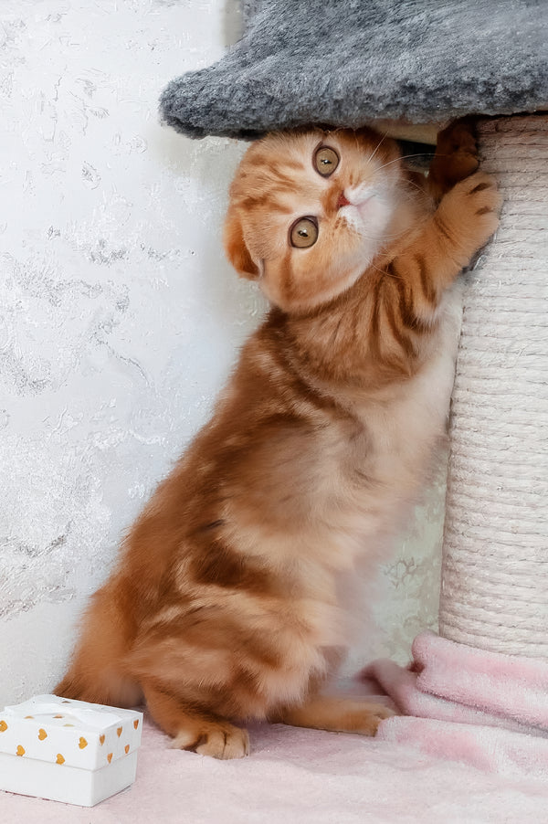 Hayley | Scottish Fold Kitten