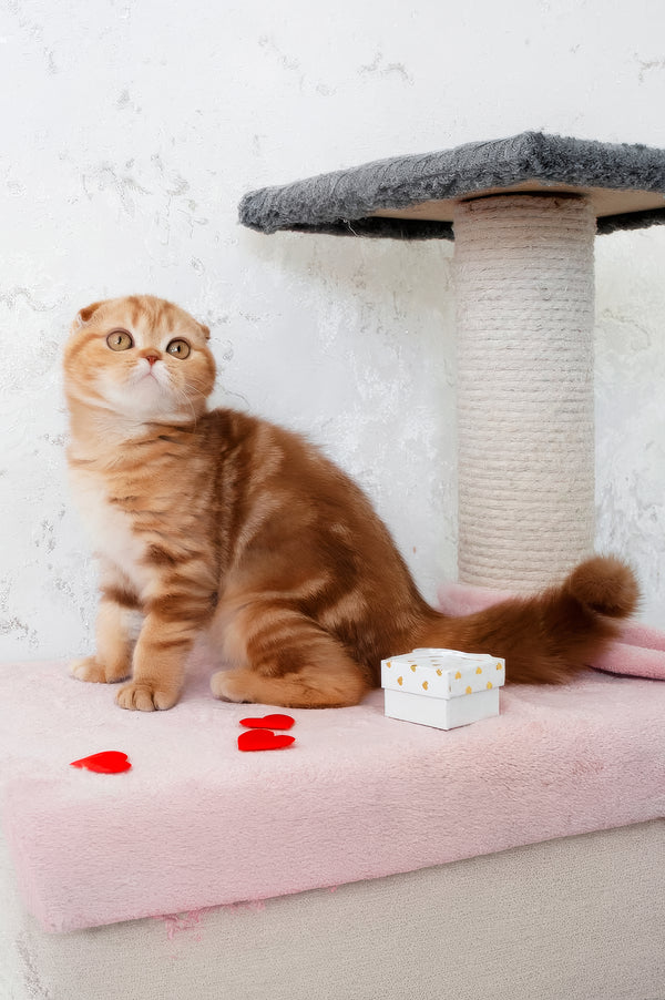 Hayley | Scottish Fold Kitten