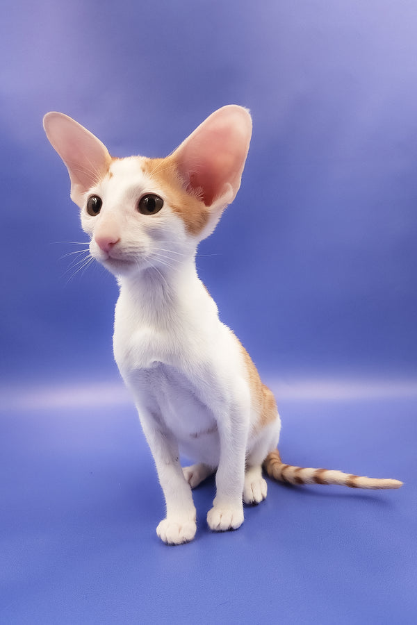 Hayo | Oriental Shorthair Kitten
