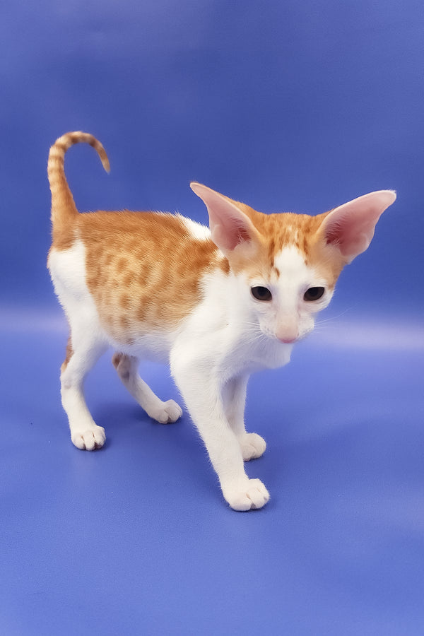 Hayo | Oriental Shorthair Kitten